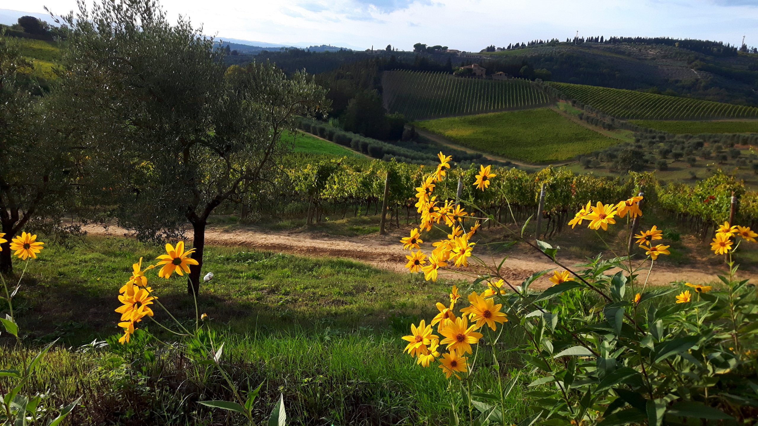 Tornincamp – Tornare in campo: Percorsi di riconversione professionale nel settore agricolo