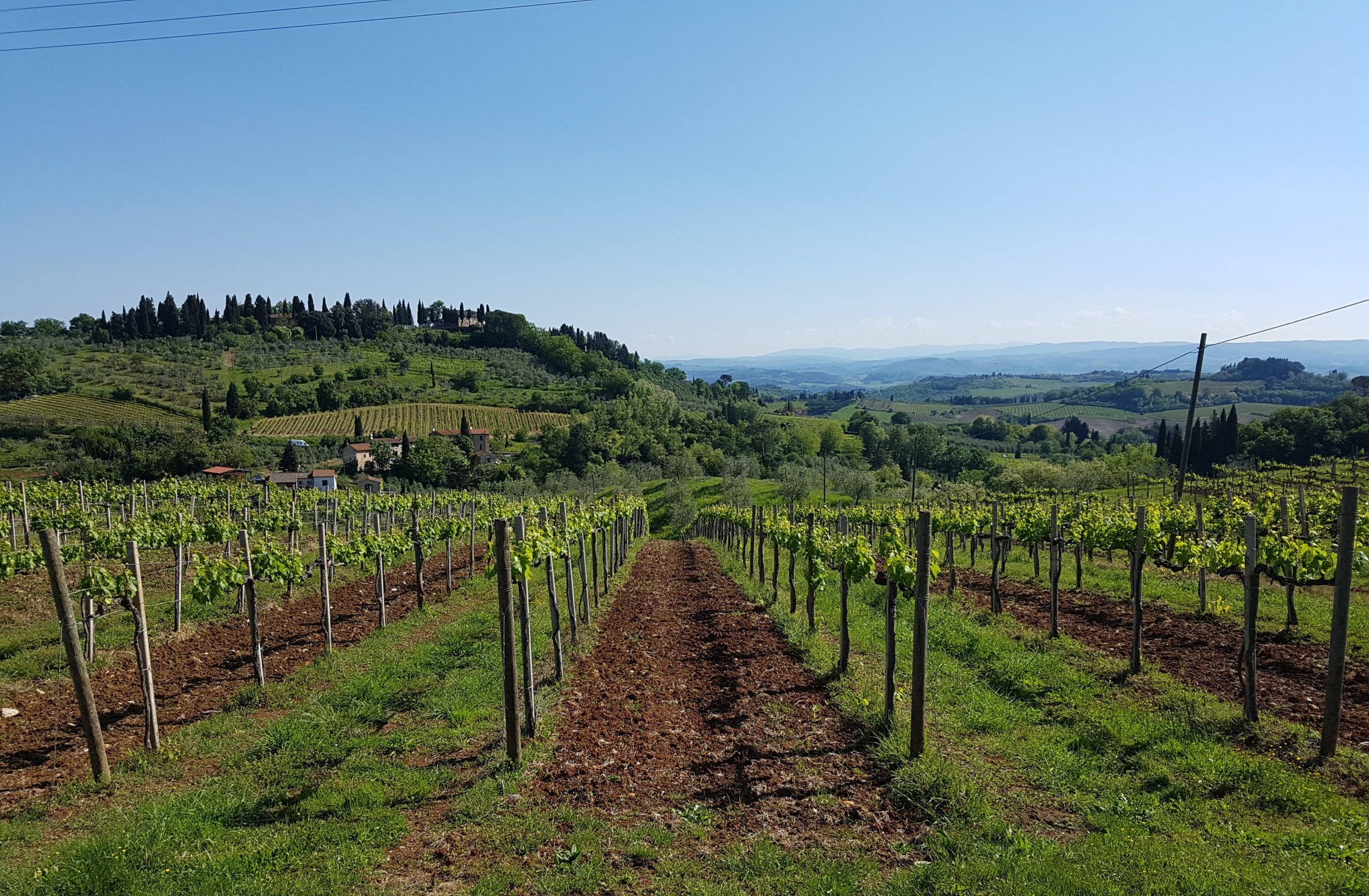 viticulture-1390913